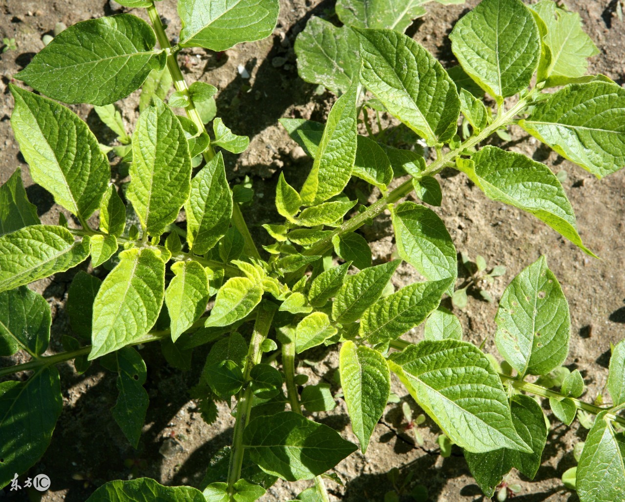 马铃薯真菌细菌病害,马铃薯环腐病是细菌还是真菌