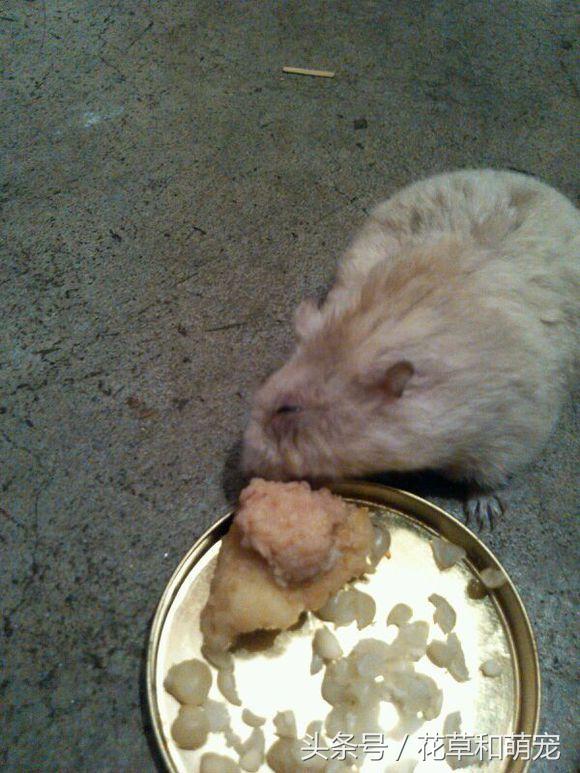 仓鼠在自己手里面乱跑该怎么办,仓鼠突然有奇怪行为