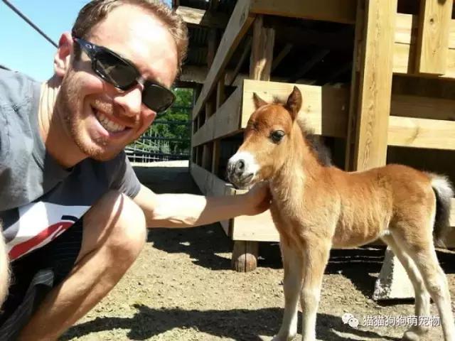 微型迷你小矮马,迷你马可爱的视频