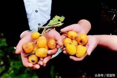 亩产收益最高的果树,收益最高的果树是哪种