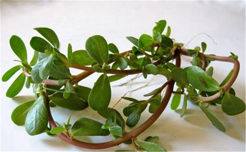 宝宝痱子治疗最好最快最有效,有什么东西能把宝宝痱子快速去掉