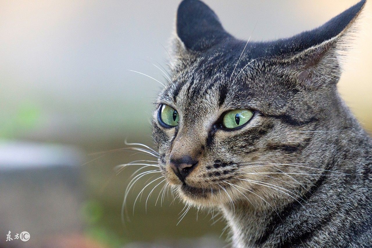 猫咪大便干燥一粒一粒的,猫咪吃的多软便咋办