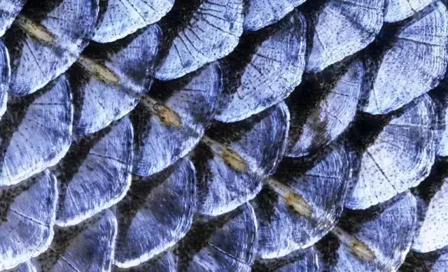 十大抗癌食材排行,抗癌食品食谱