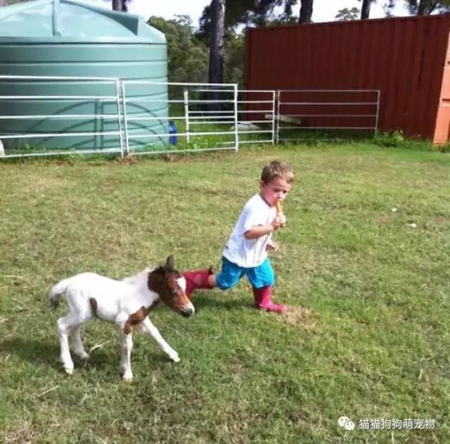 微型迷你小矮马,迷你马可爱的视频