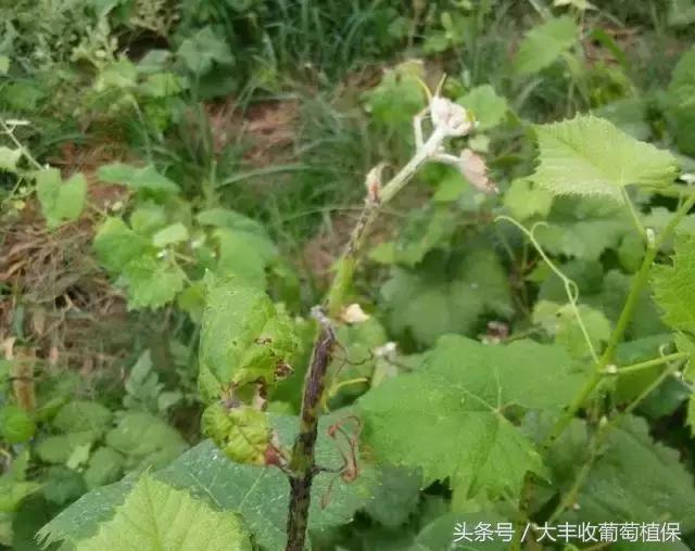 葡萄有斑点是怎么回事,葡萄上出现黑褐色斑块是怎么回事