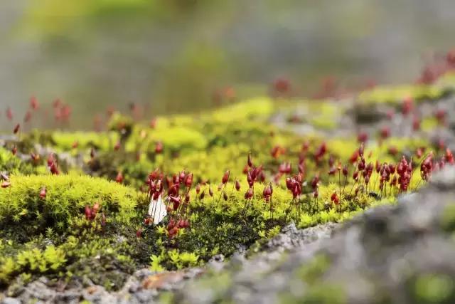 苔藓儿童科普,关于苔藓的小知识