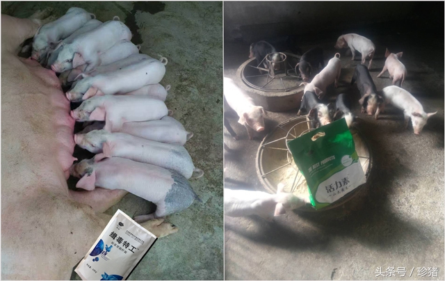 母猪流产前兆怎样保胎,母猪配上一个月流产是什么病