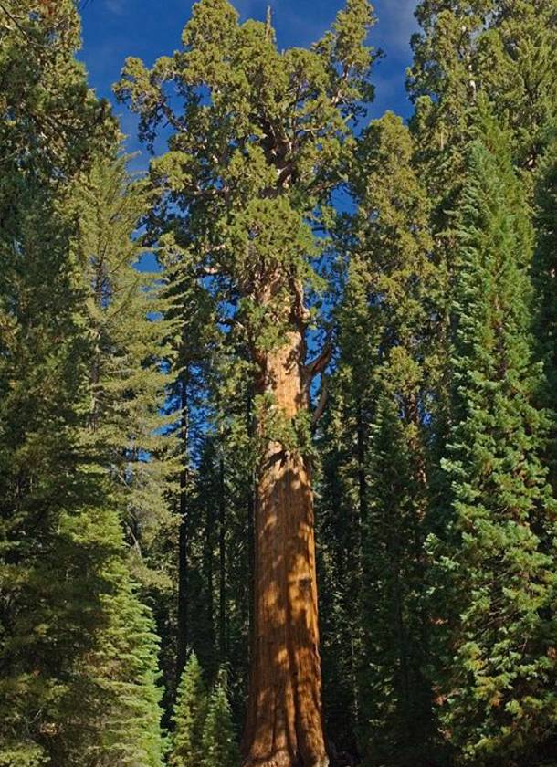 世界最高树是什么树,世界最高的树是啥树