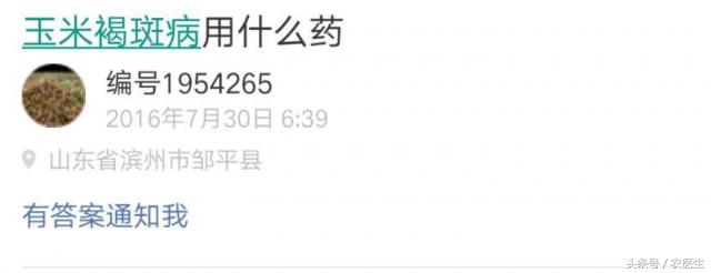 玉米穗下叶子发黄减产吗,玉米叶黄怎么回事