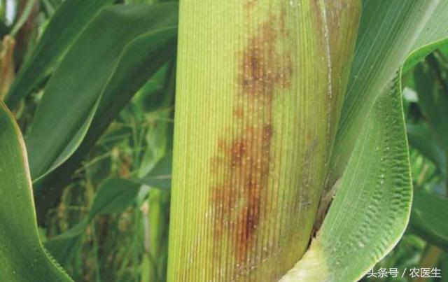 玉米穗下叶子发黄减产吗,玉米叶黄怎么回事