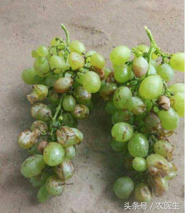 葡萄烂杆烂叶烂果用什么药水,葡萄发芽前打什么药不烂果