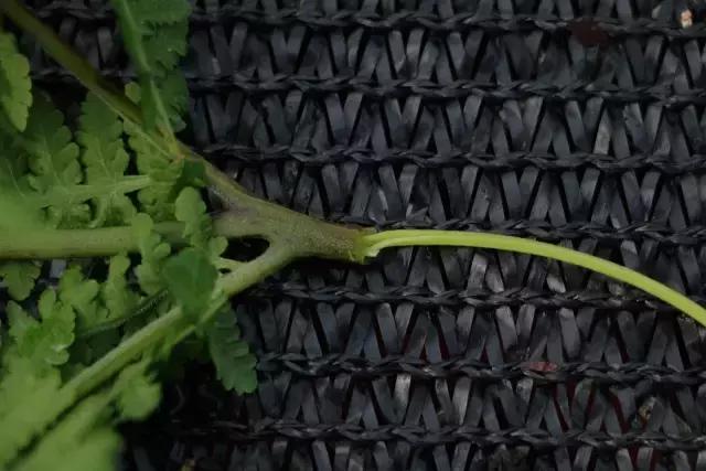 苔藓儿童科普,关于苔藓的小知识