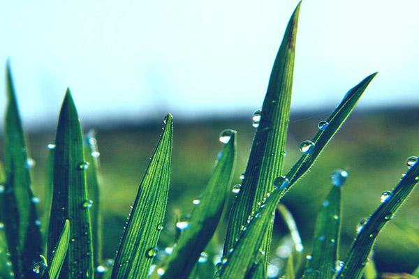 酵素的正确调理方法,怎么自制酵素最快最有效