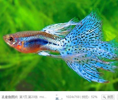 饲养孔雀鱼鱼苗视频,饲养孔雀鱼用什么缸最好