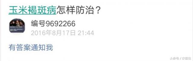 玉米穗下叶子发黄减产吗,玉米叶黄怎么回事