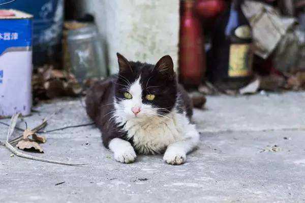 猫的品种哪个最便宜,猫的种类和价格排序