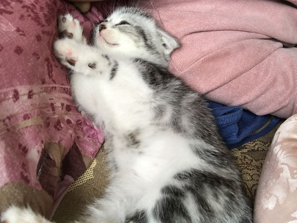 去猫舍，2800入手一只英短猫，喂养一周后，我们的噩梦开始了！