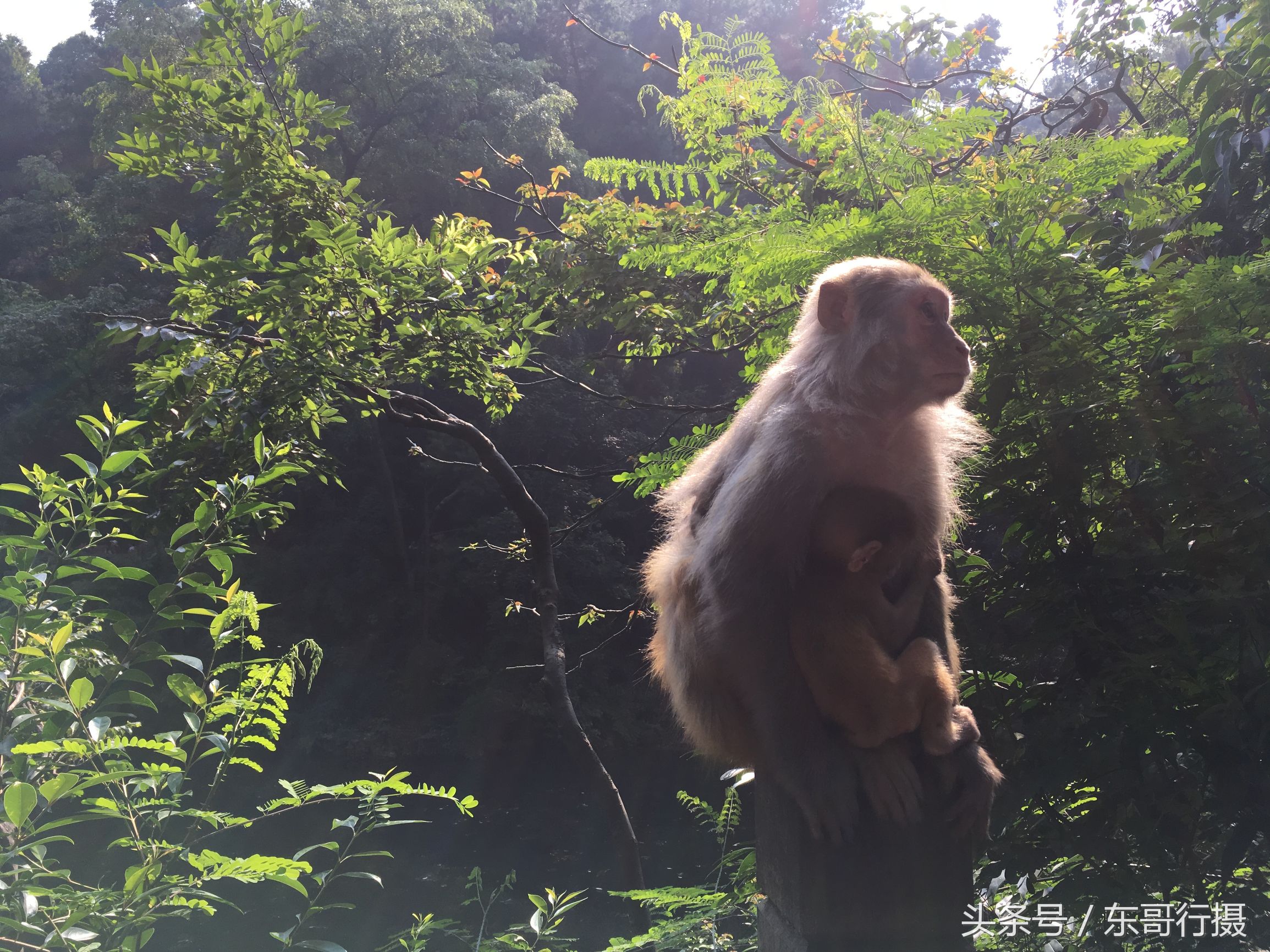 黔灵山附近贵阳酸汤鱼推荐,寻黔记贵州凯里酸汤鱼