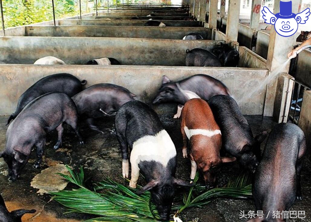 夏天怎样防止猪高热,如何防止猪高热症