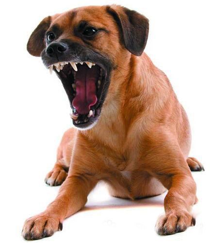 狗狗咬人怎么纠正最有效的方法,狗狗咬人一招搞定