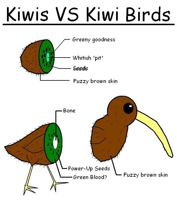为什么kiwi鸟是新西兰的国鸟,新西兰国鸟图片