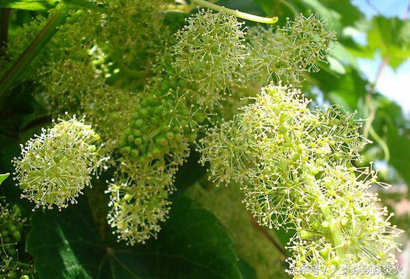 葡萄种植致富技术,葡萄防病高产技术分享