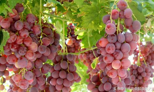 葡萄种植致富技术,葡萄防病高产技术分享
