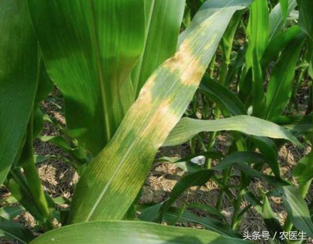 玉米穗下叶子发黄减产吗,玉米叶黄怎么回事