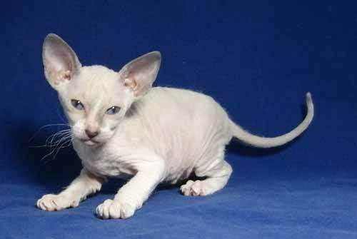 猫的品种哪个最便宜,猫的种类和价格排序