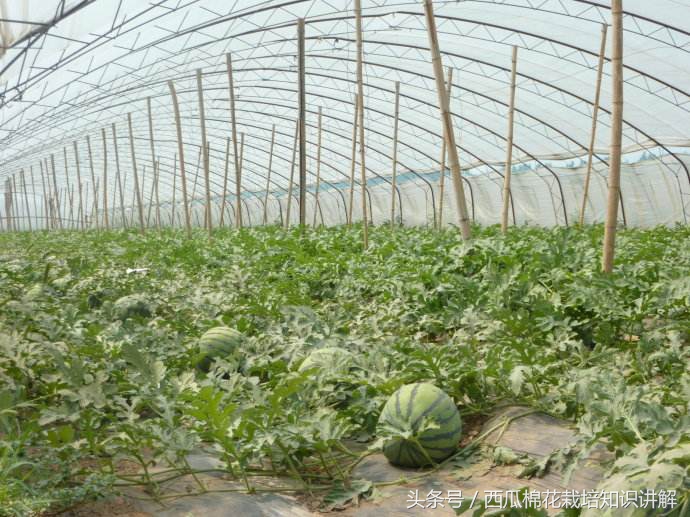 西瓜用什么肥料增产最快,西瓜增产的最好方法