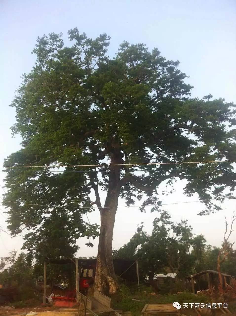 湛江雷州市客路镇高上村,雷州市客路镇高上村