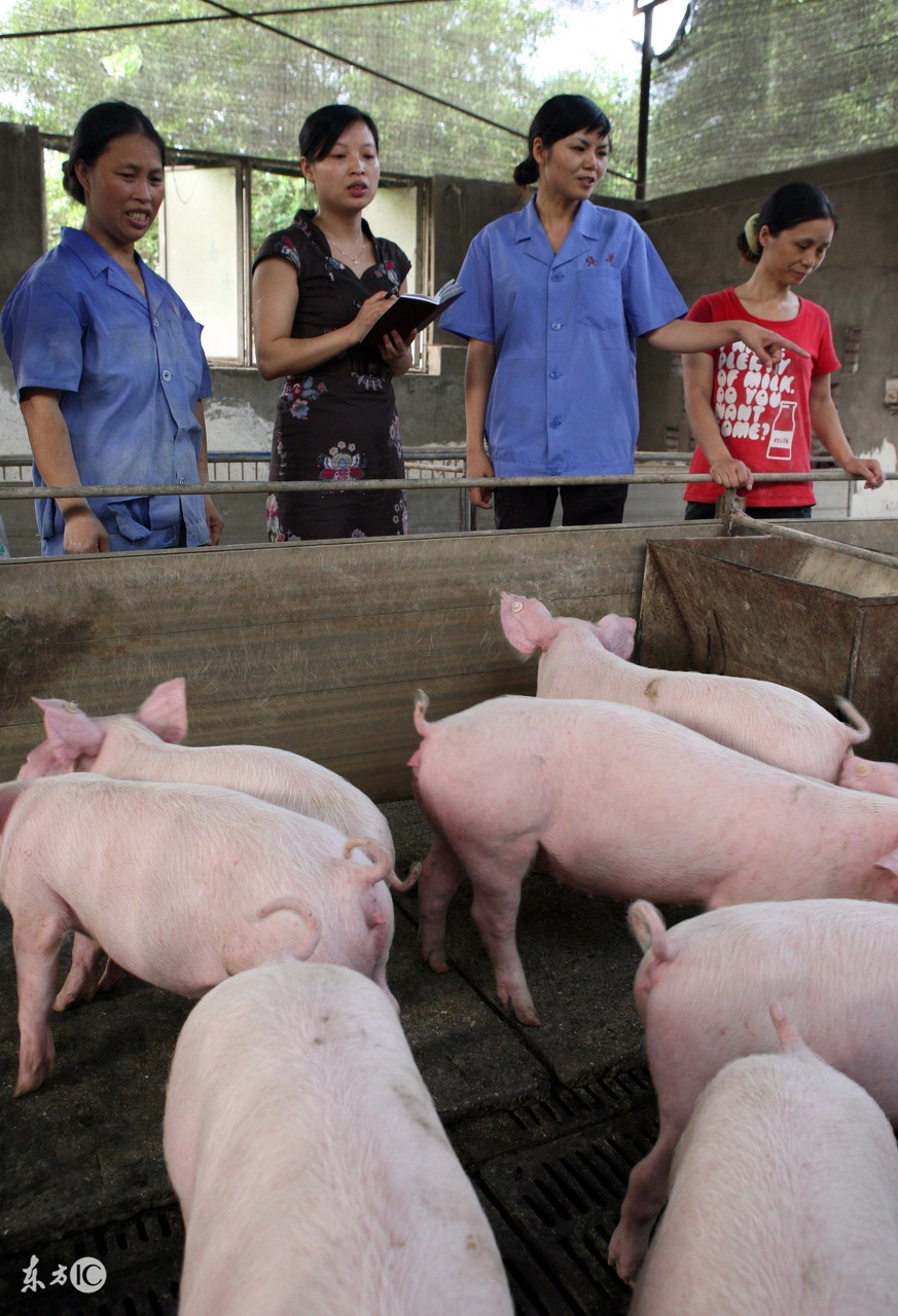 养猪还能赚钱吗,养猪能赚钱吗广东