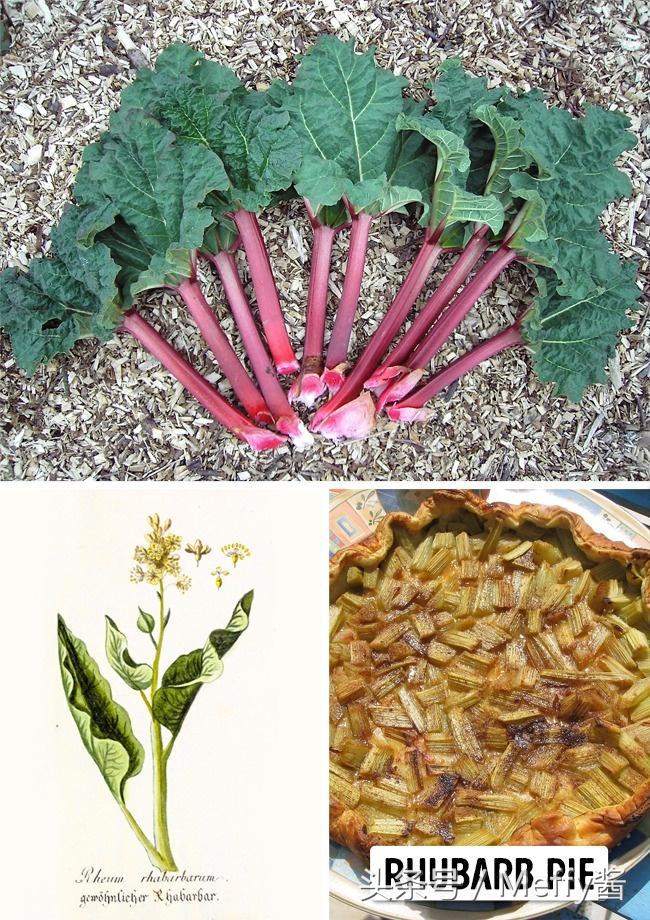 什么植物吃了有生命危险,这5种植物不能吃