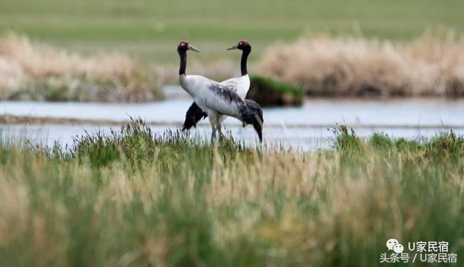 最美丽的青海湖,美丽的青海湖风景如画心旷神怡