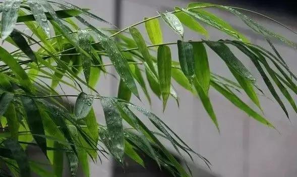 竹子开花后死亡，只是一种正常的自然现象