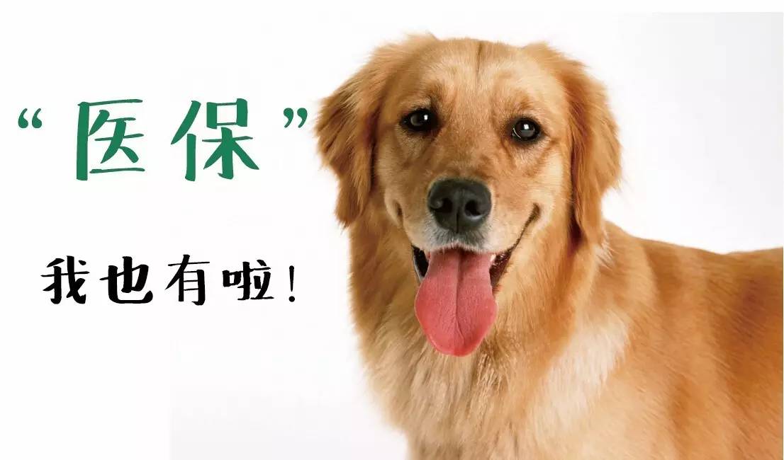 家养狗狗因为没买宠物险，闯祸以后，狗主人面临赔偿一筹莫展，该怎么给狗狗投保，看了这个你就全知道