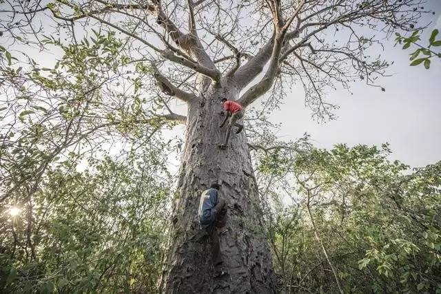 世界最高树是什么树,世界最高的树是啥树