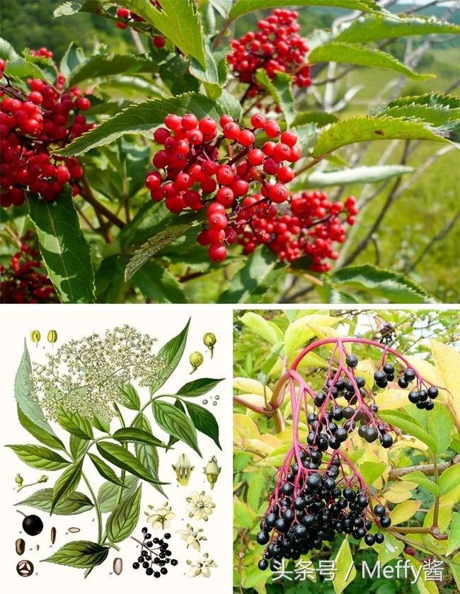 什么植物吃了有生命危险,这5种植物不能吃