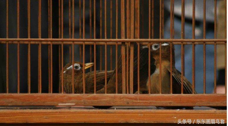 画眉鸟眉毛挑选图片,画眉鸟的挑选和饲养