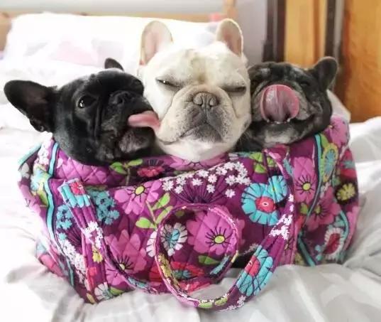 斗牛犬产前征兆,法国斗牛犬小崽平胸怎么预防