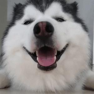 初春时节，西伯利亚寒气袭人，a国间谍史密夫执行任务时，失手被擒，其后被关在高原上的木屋内