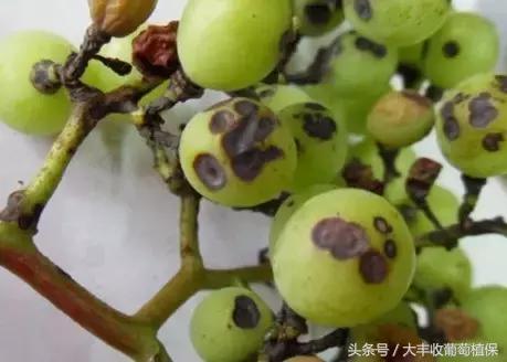 葡萄有斑点是怎么回事,葡萄上出现黑褐色斑块是怎么回事