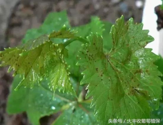 葡萄有斑点是怎么回事,葡萄上出现黑褐色斑块是怎么回事