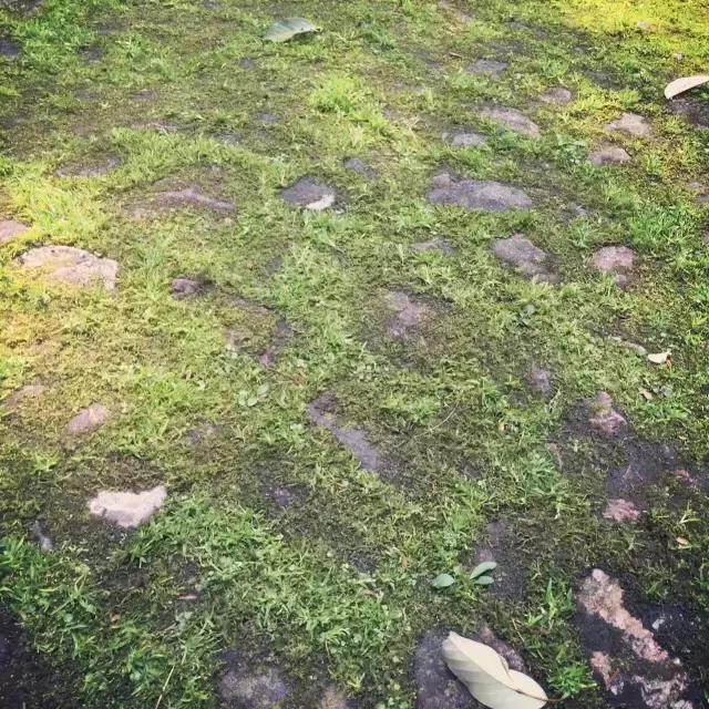 苔藓儿童科普,关于苔藓的小知识