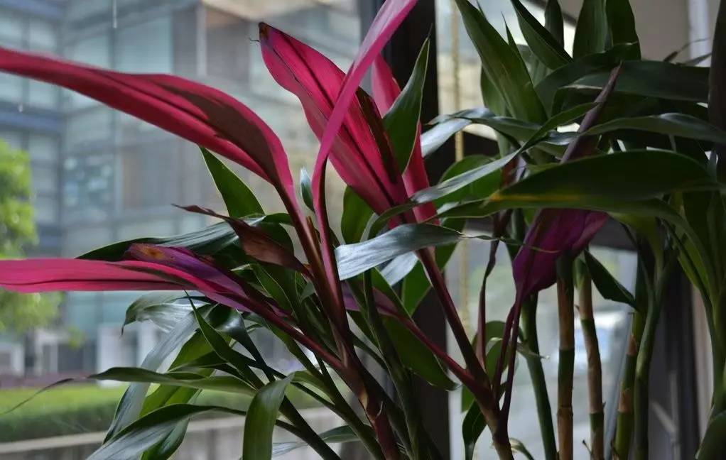 世界最高树是什么树,世界最高的树是啥树