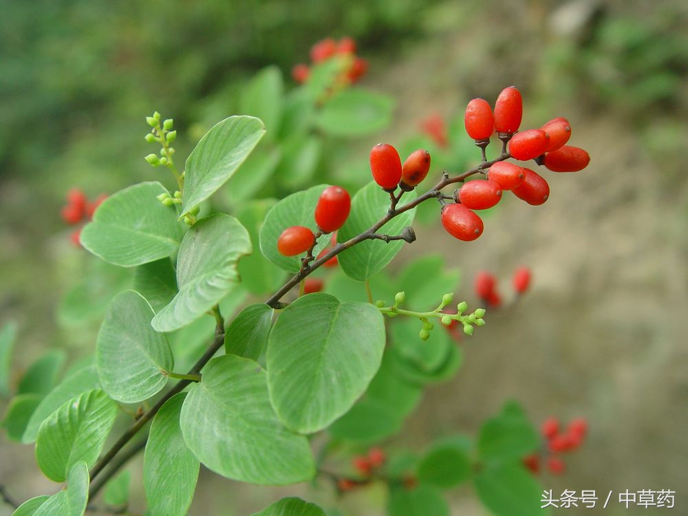 有清热解毒以及敛疮生肌的中药 (祛风止痛止血止痢敛疮生肌中药)