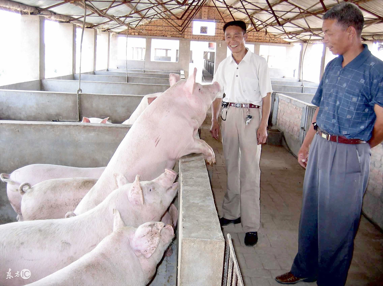 养猪还能赚钱吗,养猪能赚钱吗广东