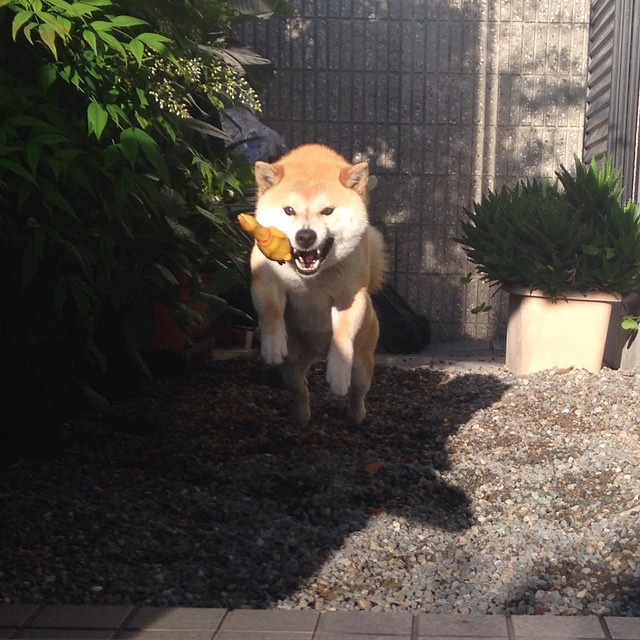 道格队长养宠物,道格队长24集