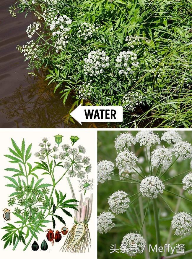 什么植物吃了有生命危险,这5种植物不能吃