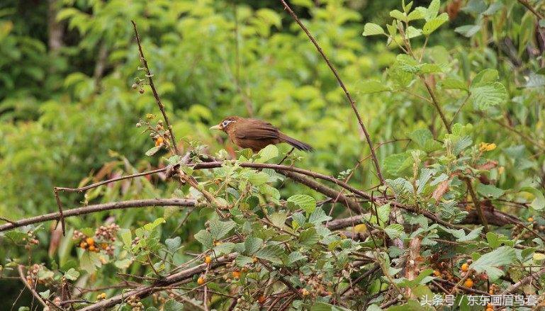 画眉鸟眉毛挑选图片,画眉鸟的挑选和饲养